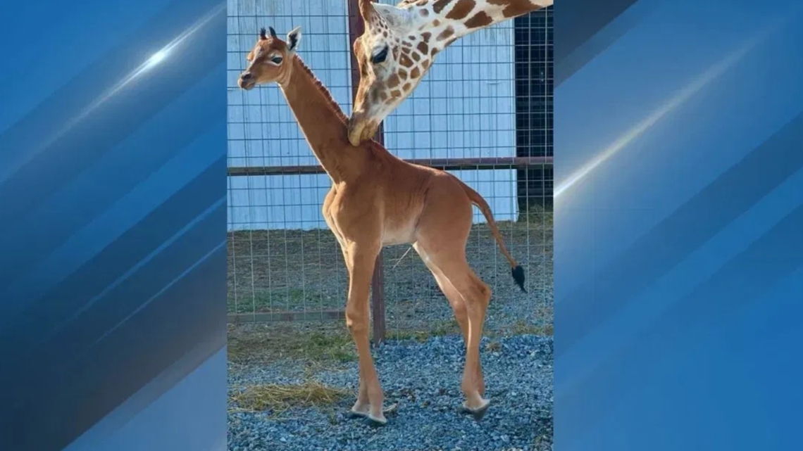 キリン ☆ South African Giraffe レッグボーン キリン ☆ South