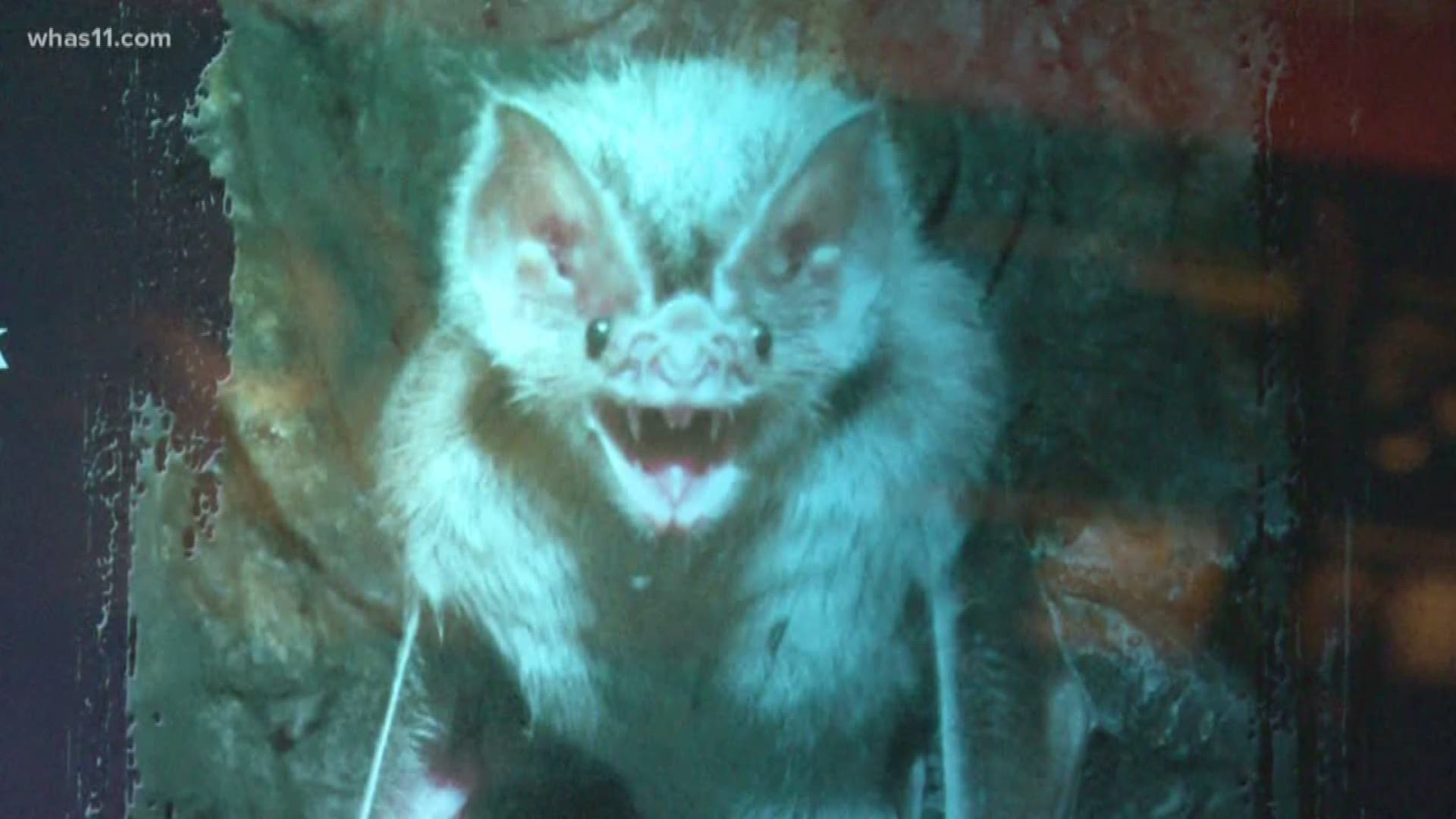Vampire bats have a scary name, but the ones at the Louisville Zoo aren't a threat. Rob Harris shares some interesting facts about these creatures.