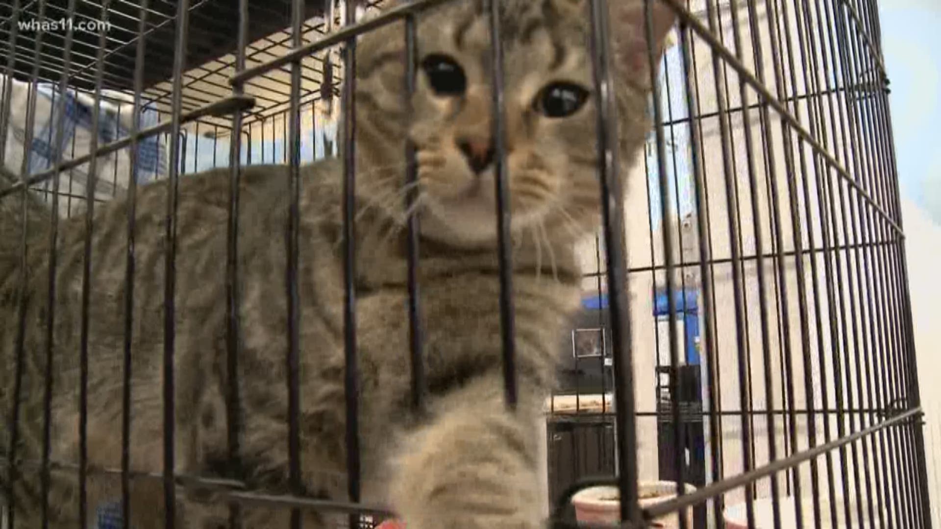 Nearly 100 Animals Find Forever Homes At Kentucky Humane Society Adoption Event Kgw Com