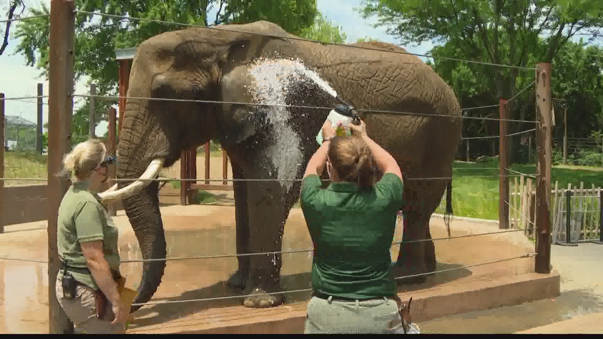 You Can Help Bathe An Elephant At The Newest Indianapolis Zoo Exhibit Kgw Com