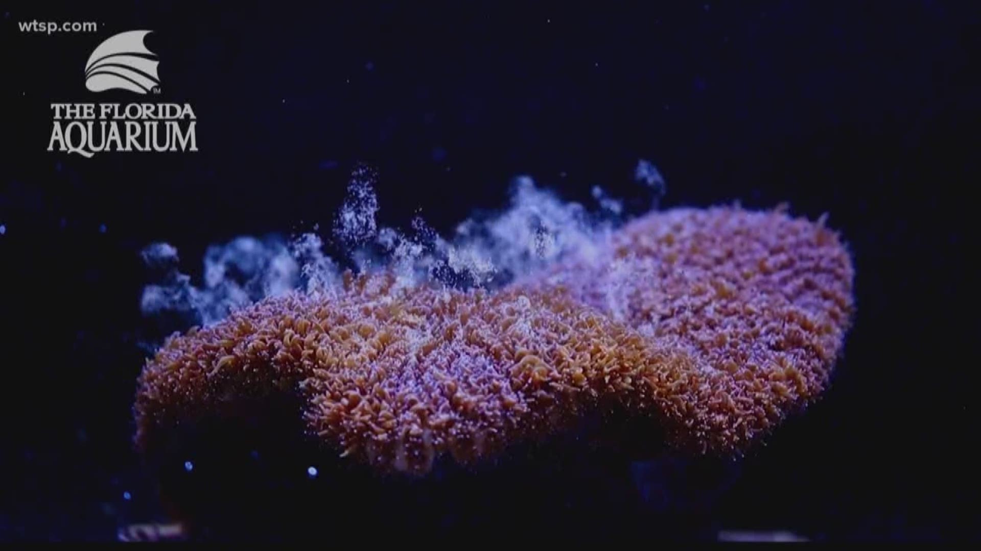 The Florida Aquarium says a recent scientific breakthrough could be the key to helping save Florida's coral reefs.

For the first time ever, scientists at the aquarium say endangered Atlantic pillar coral have spawned through laboratory techniques. The aquarium said the breakthrough happened this week at the Center for Conservation lab in Apollo Beach.