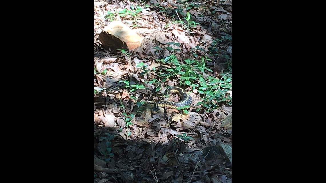 PHOTOS: Snakes seen in metro Atlanta | kgw.com
