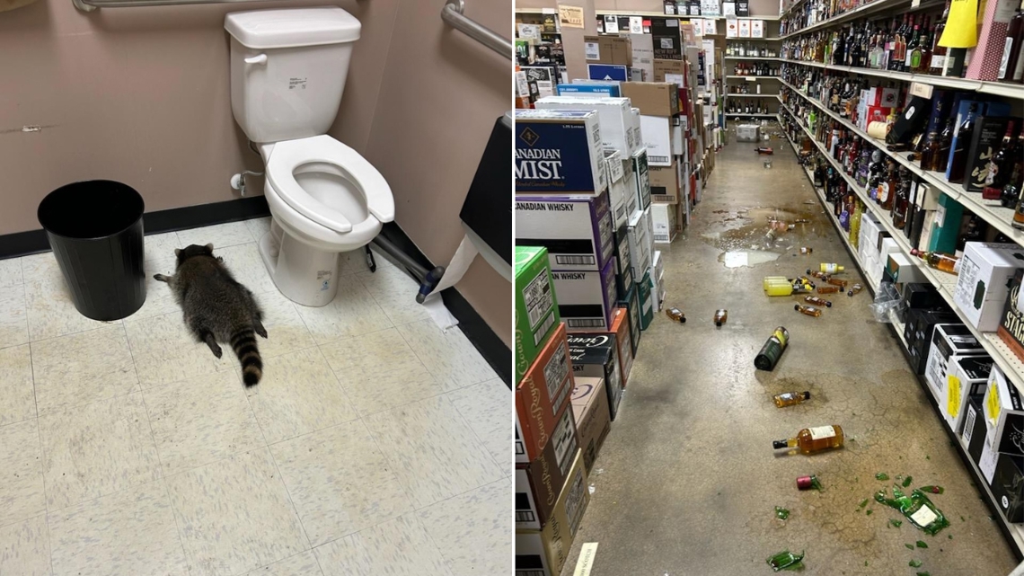 ‘Trashed’ panda | Raccoon returned to wild after ransacking a Virginia ...