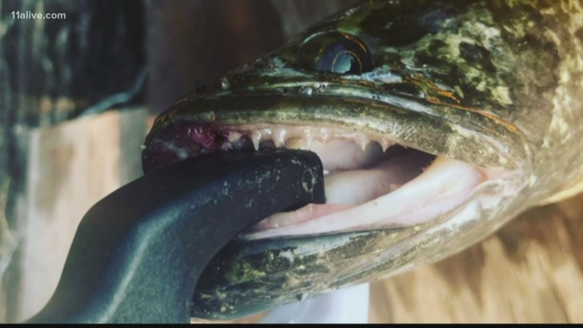 DNR officials said if you see a northern snakehead, you should "kill it immediately."