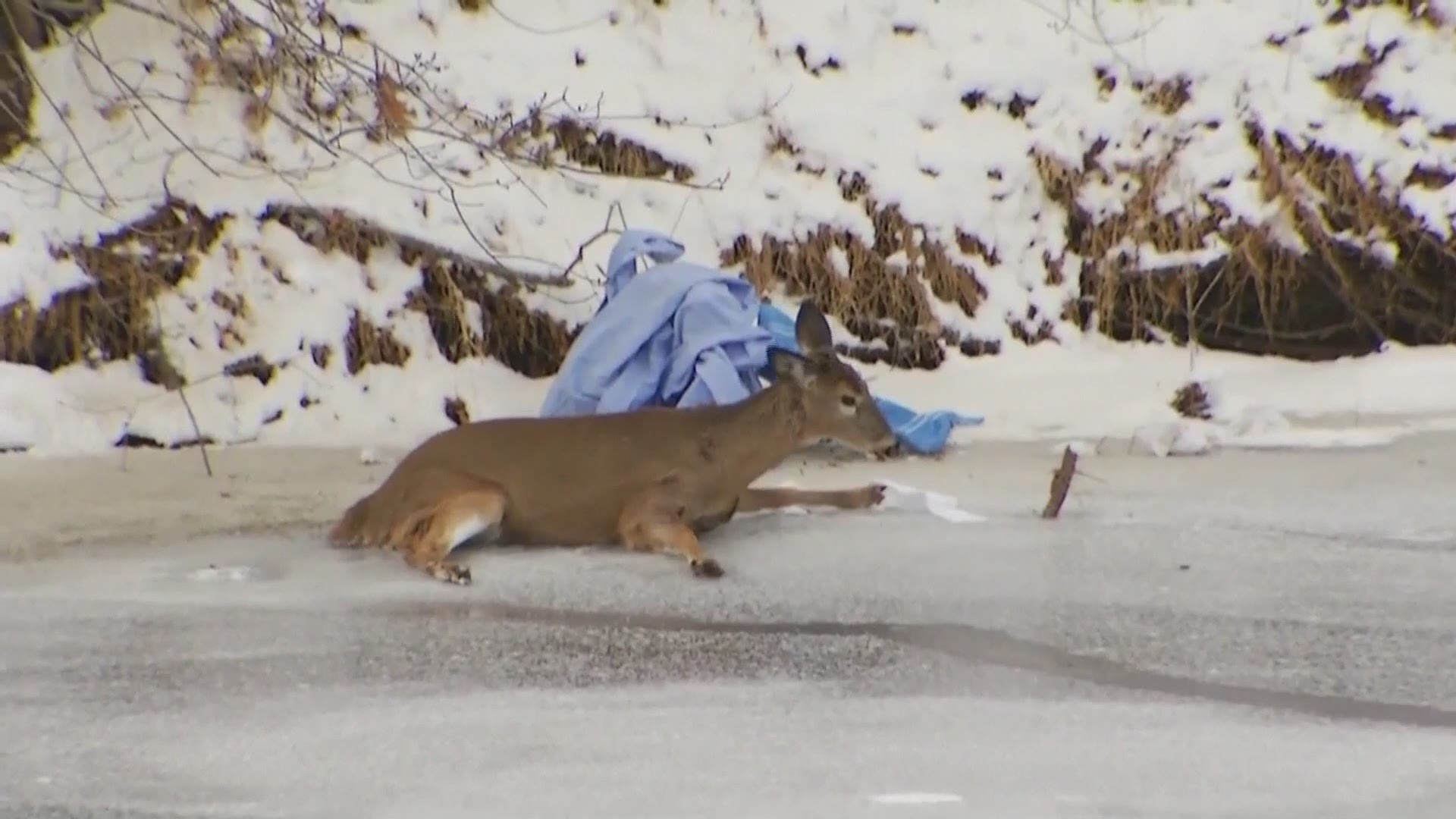 Deer in viral 'stuck on ice' video euthanized